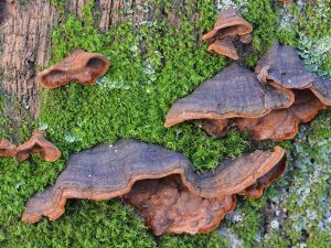 Poznajmy kilka kolejnych grzybów po wycieczce w Kapalicy
