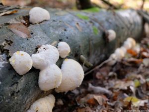 Leśny duch sosnowych kłód – drobnoporek sproszkowany