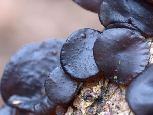 Kisielnica trzoneczkowa – grzyb „zjadany” przez grzyba