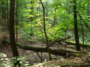 Siedliska leśne regionu Kasztelanii Ostrowskiej – całodniowe terenówki wyjazdowe Młodych Przyrodników