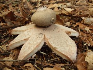 Świąteczne grzyby ….. część 2