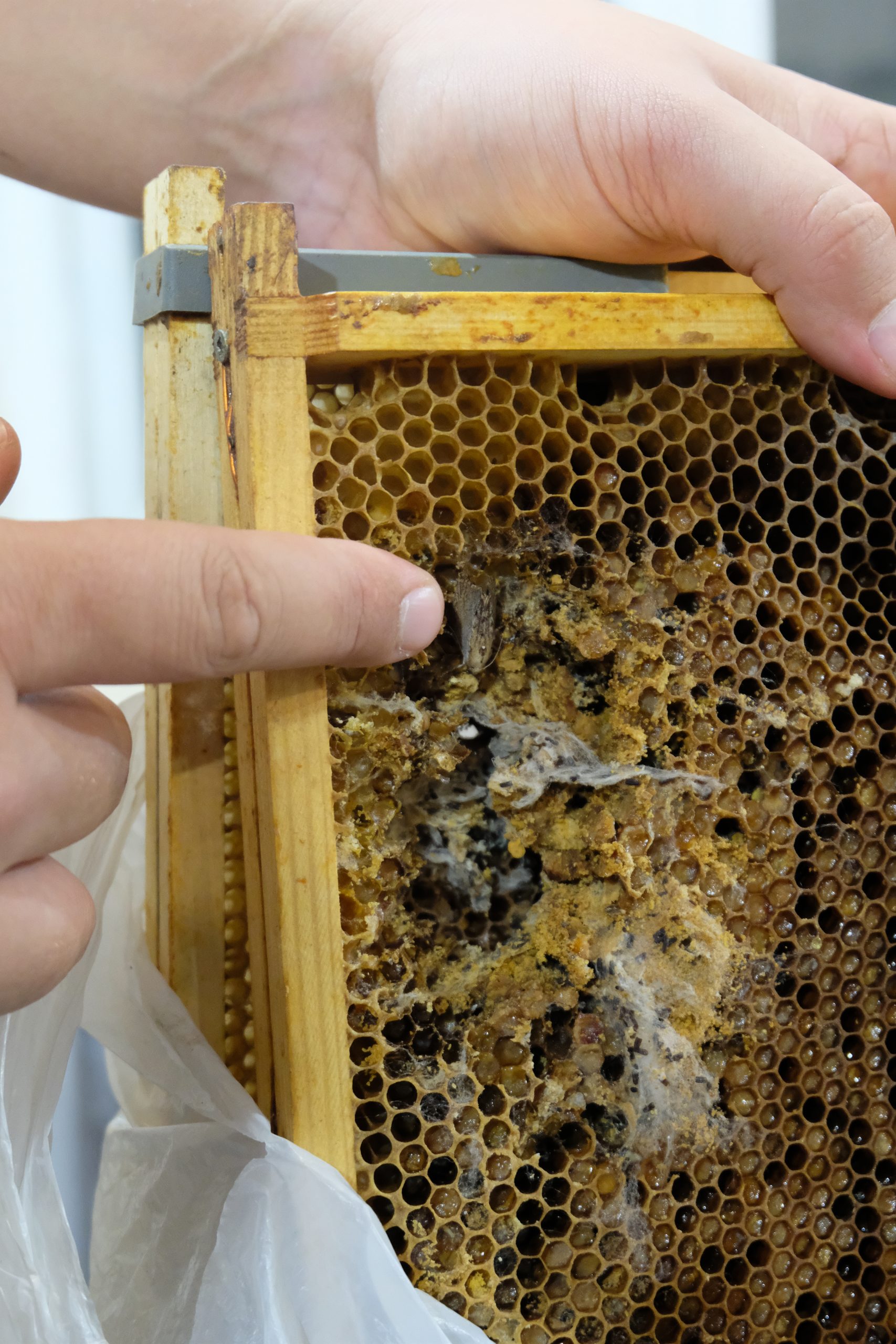 Pszczoły, życie w roju, pasożytnicze roztocza – Akademia Młodych Przyrodników i Akademia Bardzo Młodych Przyrodników 14-17.09.2022