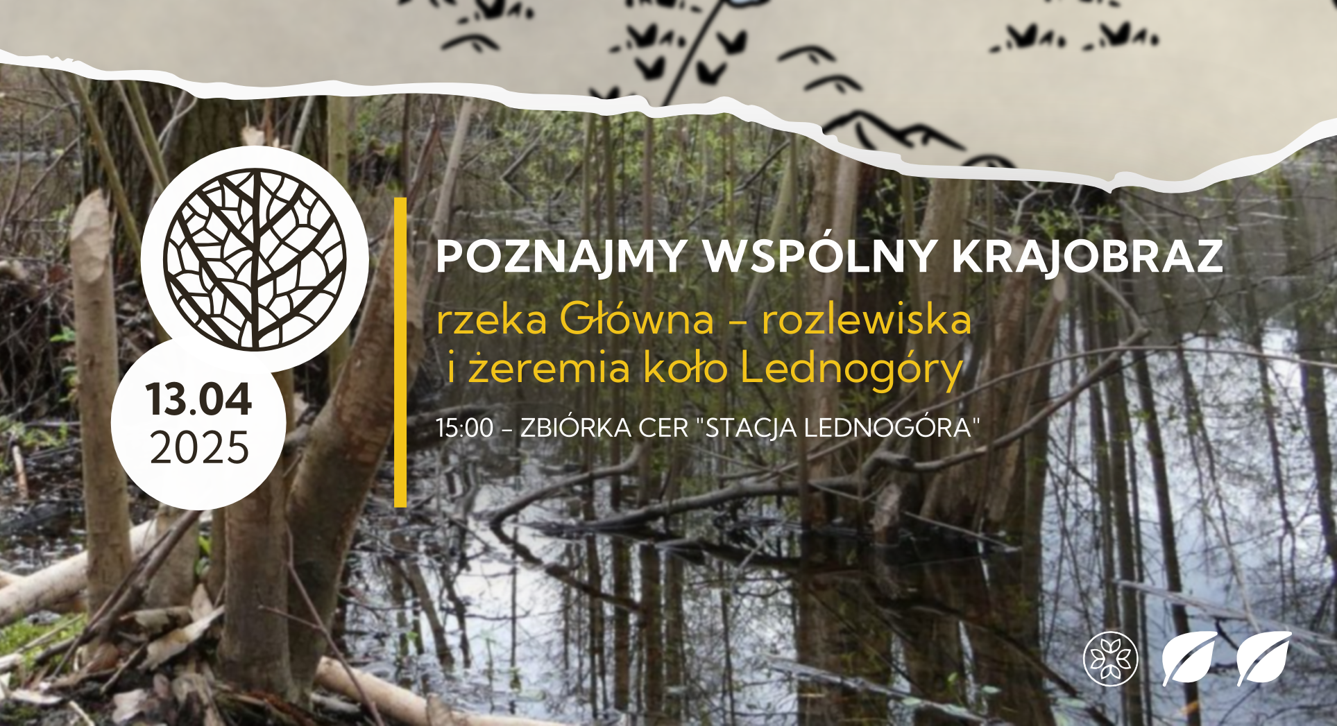 Poznajmy wspólny krajobraz. Rzeka Główna – rozlewiska i żeremia koło Lednogóry | LEDNOGÓRA | 13.04.2025 | wyprawa z przyrodnikami