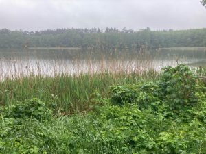 Jezioro Stęszewskie w Tucznie  województwo: wielkopolskie