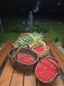 Zbiory jarzębiny w Gorzuchowie – relacja z 03.09.2025