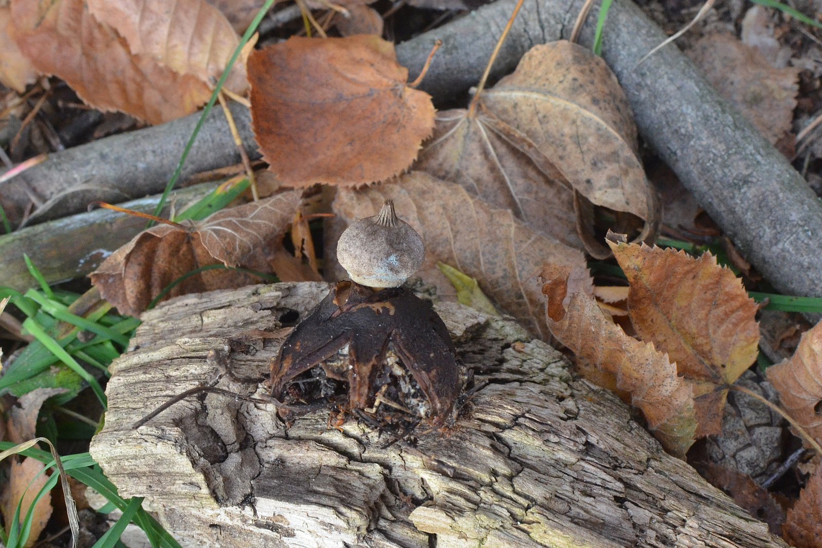 Regionalny Dzień Gwiazdosza – 31.10 – skąd taka data?