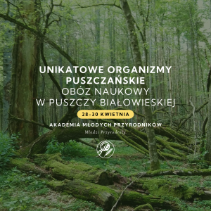 Obóz naukowy w Puszczy Białowieskiej | BIAŁOWIEŻA | Akademia Młodych Przyrodników