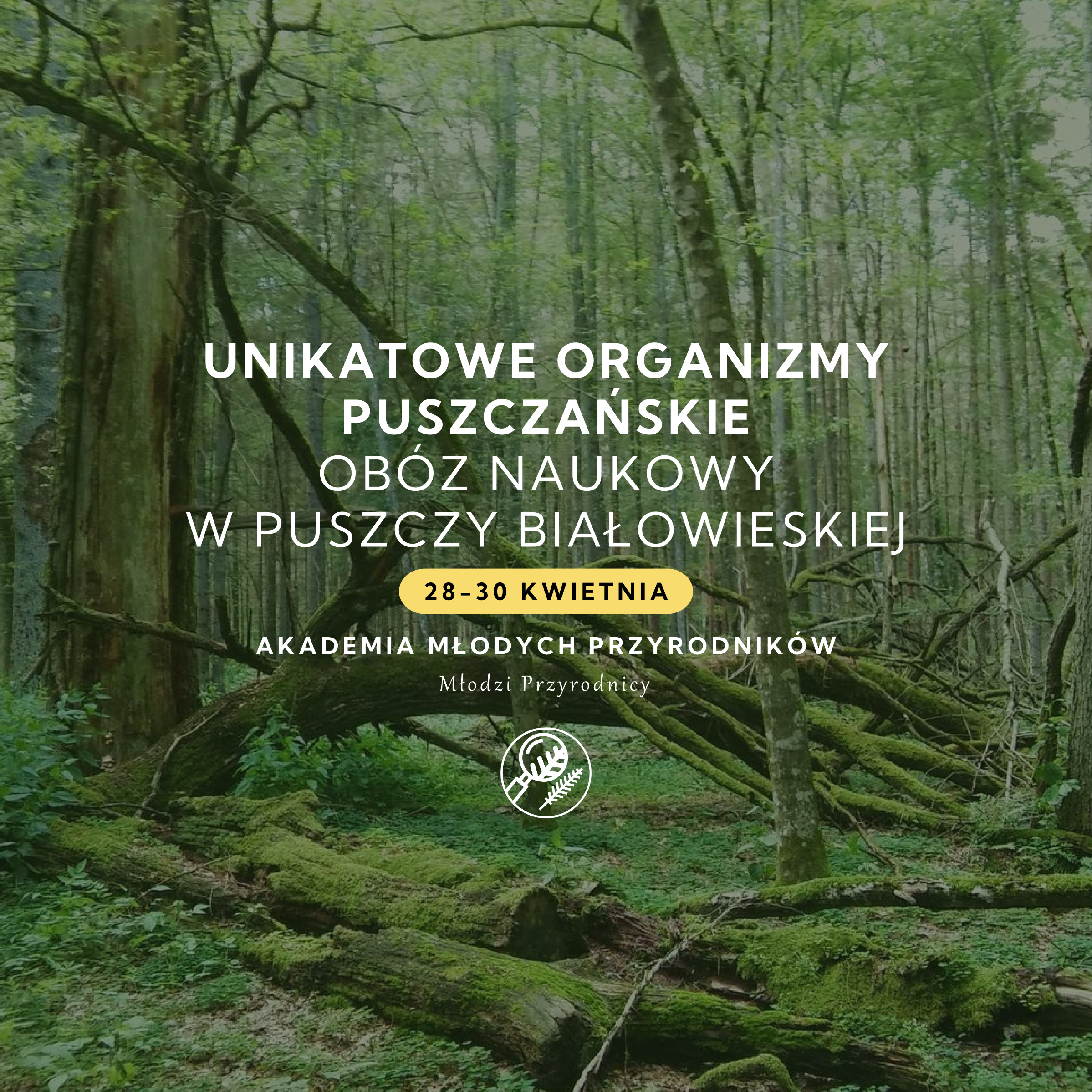 Obóz naukowy w Puszczy Białowieskiej | BIAŁOWIEŻA | Akademia Młodych Przyrodników