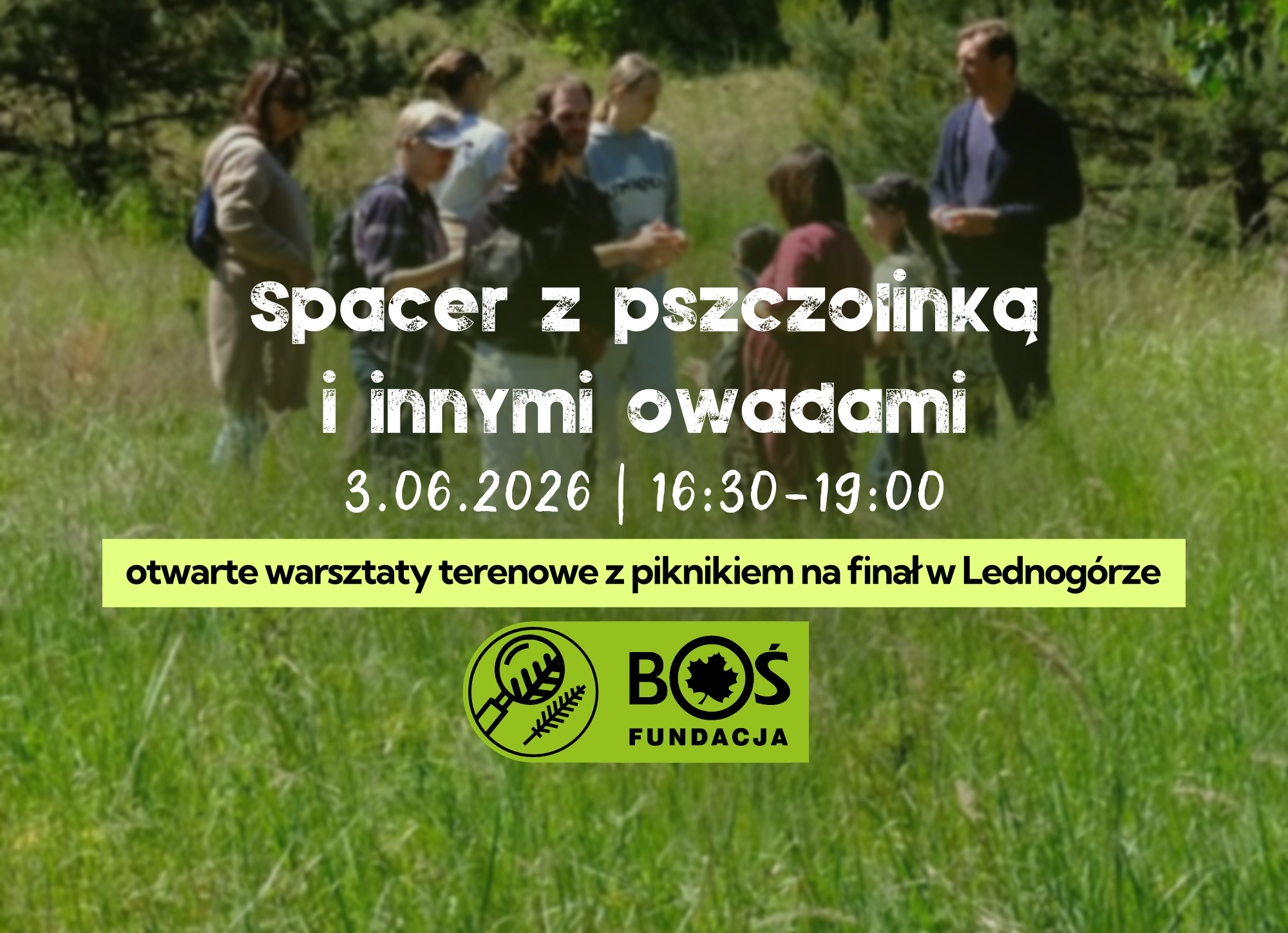 Spacer z pszczolinką i innymi owadami | LEDNOGÓRA | 3.06.2026 | Akademia Młodych Przyrodników