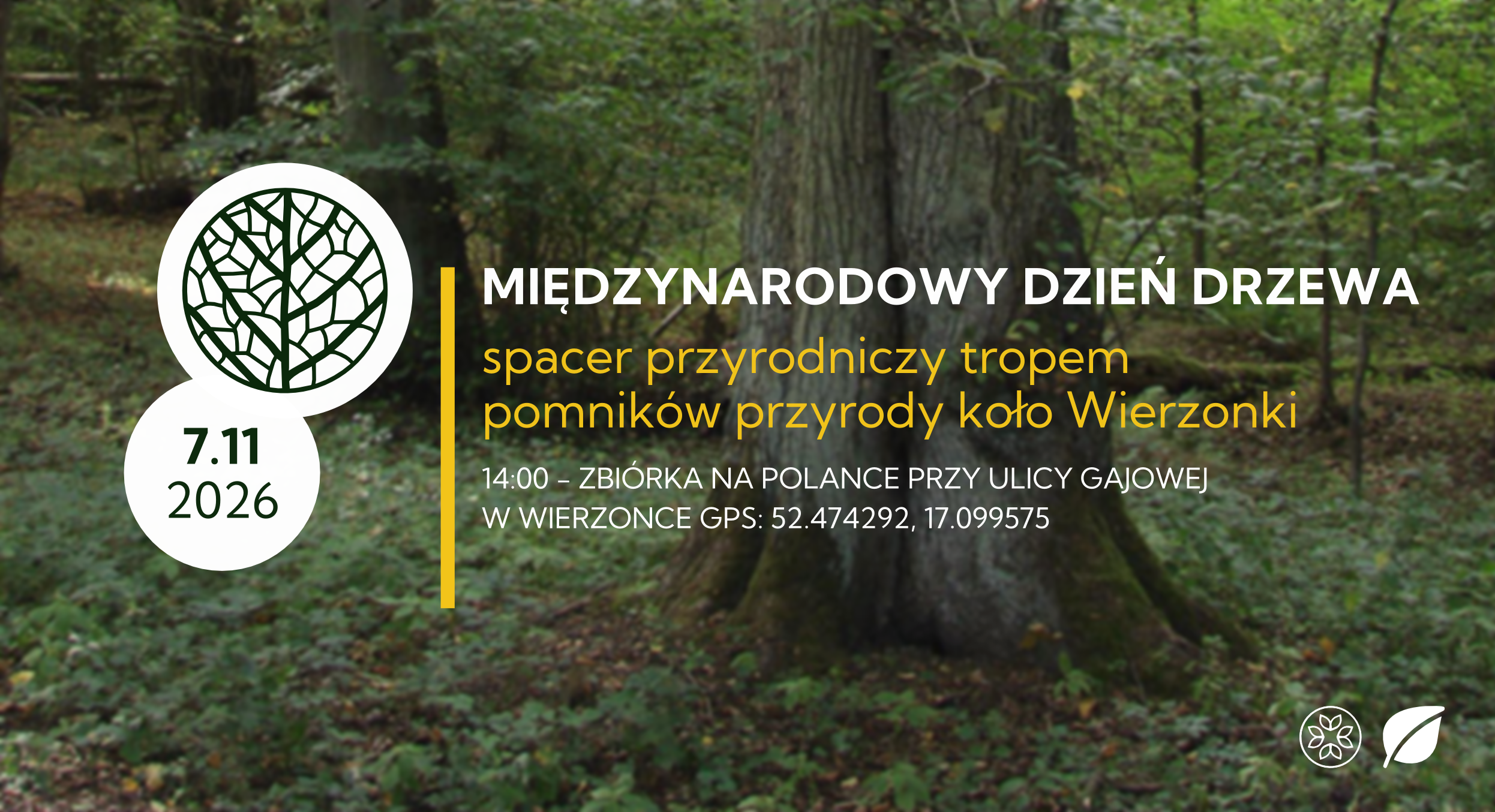 Międzynarodowy Dzień Drzewa | WIERZONKA | 7.11.2026 | Wędrówki na szlakach regionu