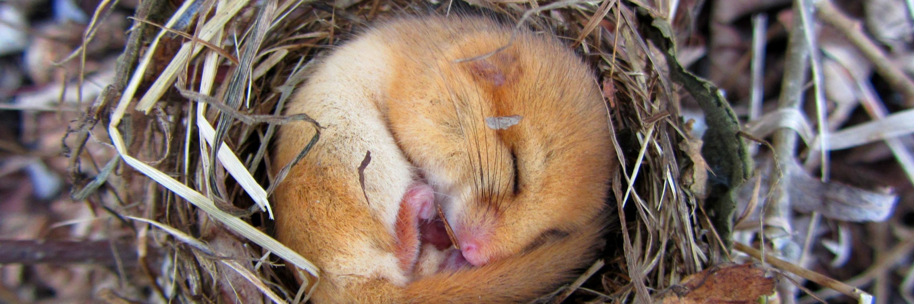 orzesznica leszczynowa - symbol regionu