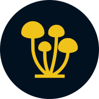 DD poszukuj z nami fungi