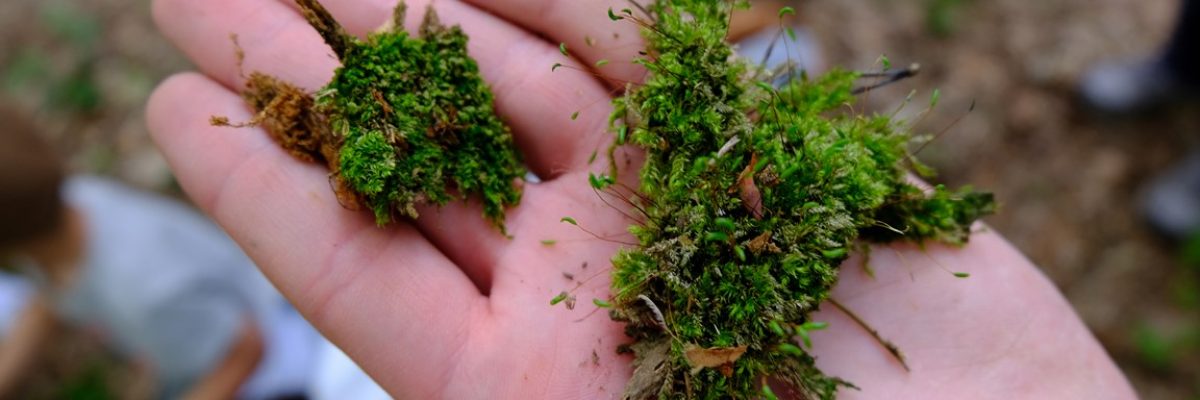 DSCF4192 (Kopiowanie)