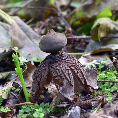 Geastrum fornicatum y_Cz.L_DSC_6375