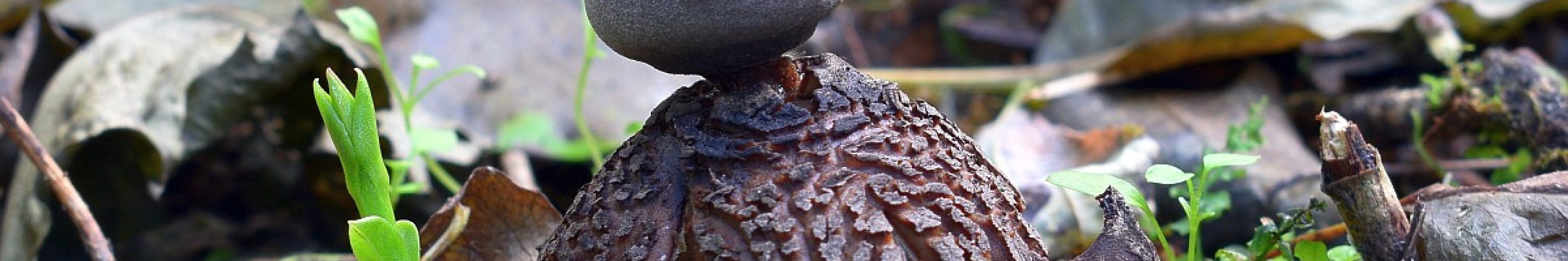 Geastrum fornicatum y_Cz.L_DSC_6375