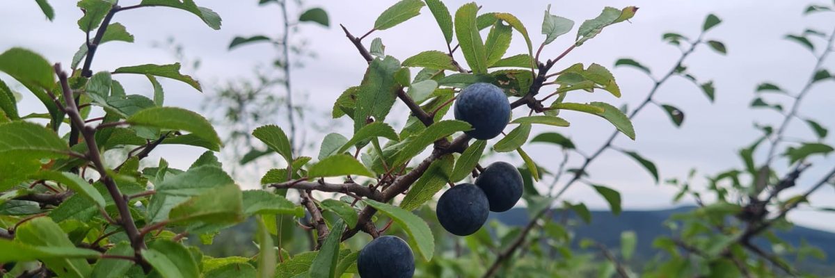 Owoce tarniny na krzewie