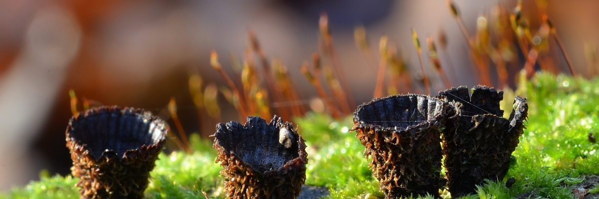 Kubek prążkowany (Cyathus striatus) – 20.12.2020, Barbara Kudławiec 2