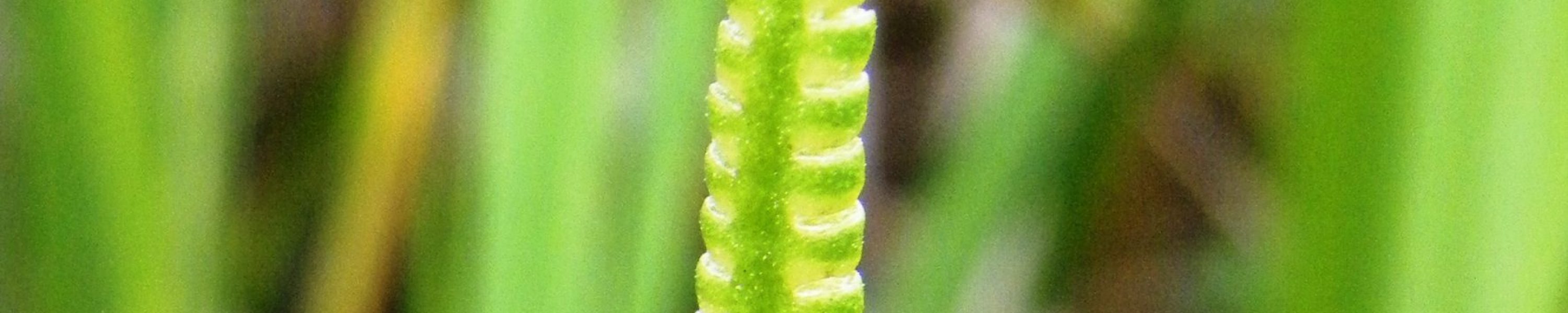 Część sporofilowa Ophioglossum (kłos),  ze wschodniej części regionu, fot. Natalia Jędrzejczak