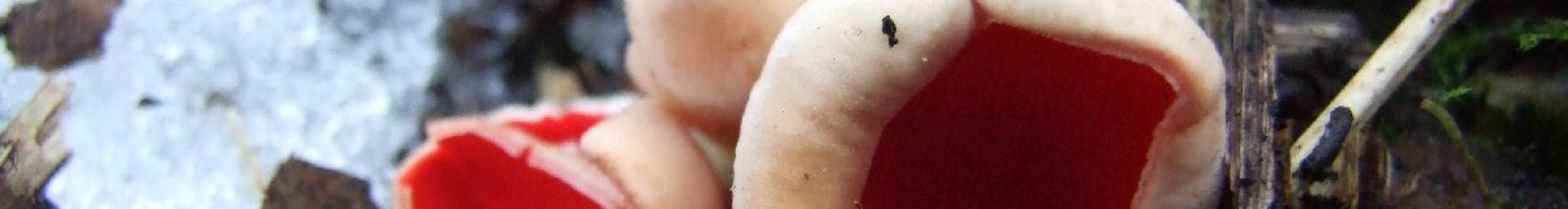 czarka austriacka 2011.03.02